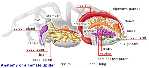 Bildresultat fÃ¶r anatomy spider head poster