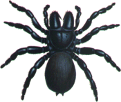 Female Mouse Spider