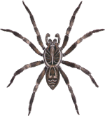 Wolf Spider