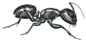 Carpenter Ant