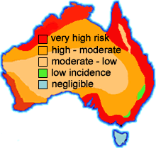 Destructive termites in Australia