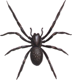 Black House Spider