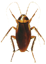 Australian Cockroach