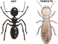 Termite Identification Chart