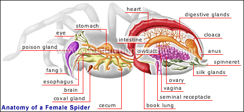 Spider Anatomy Chart