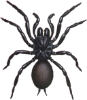 Sydney Funnel Web Spider