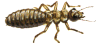 king termite