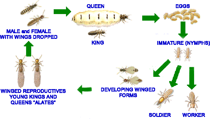 Life Cycle - Subterranean white-ants