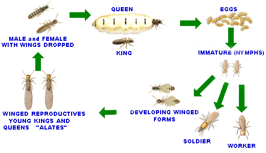 Termite Size Chart