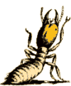 termites