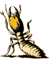 termites & termite control