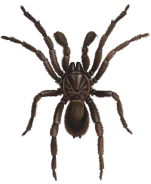 Trap-Door Spider MALE