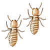 worker-termites